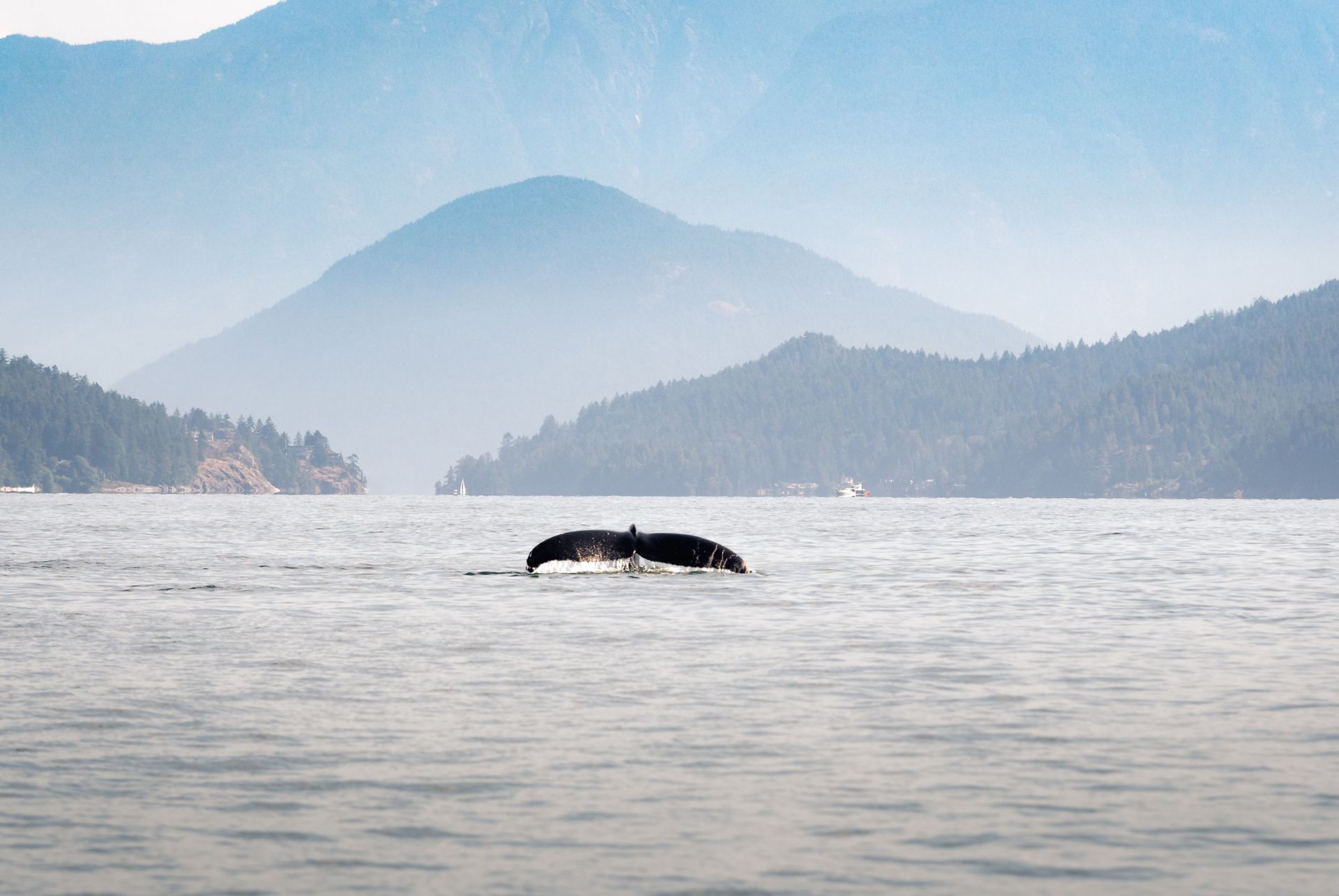 Île de Vancouver — nature sauvage