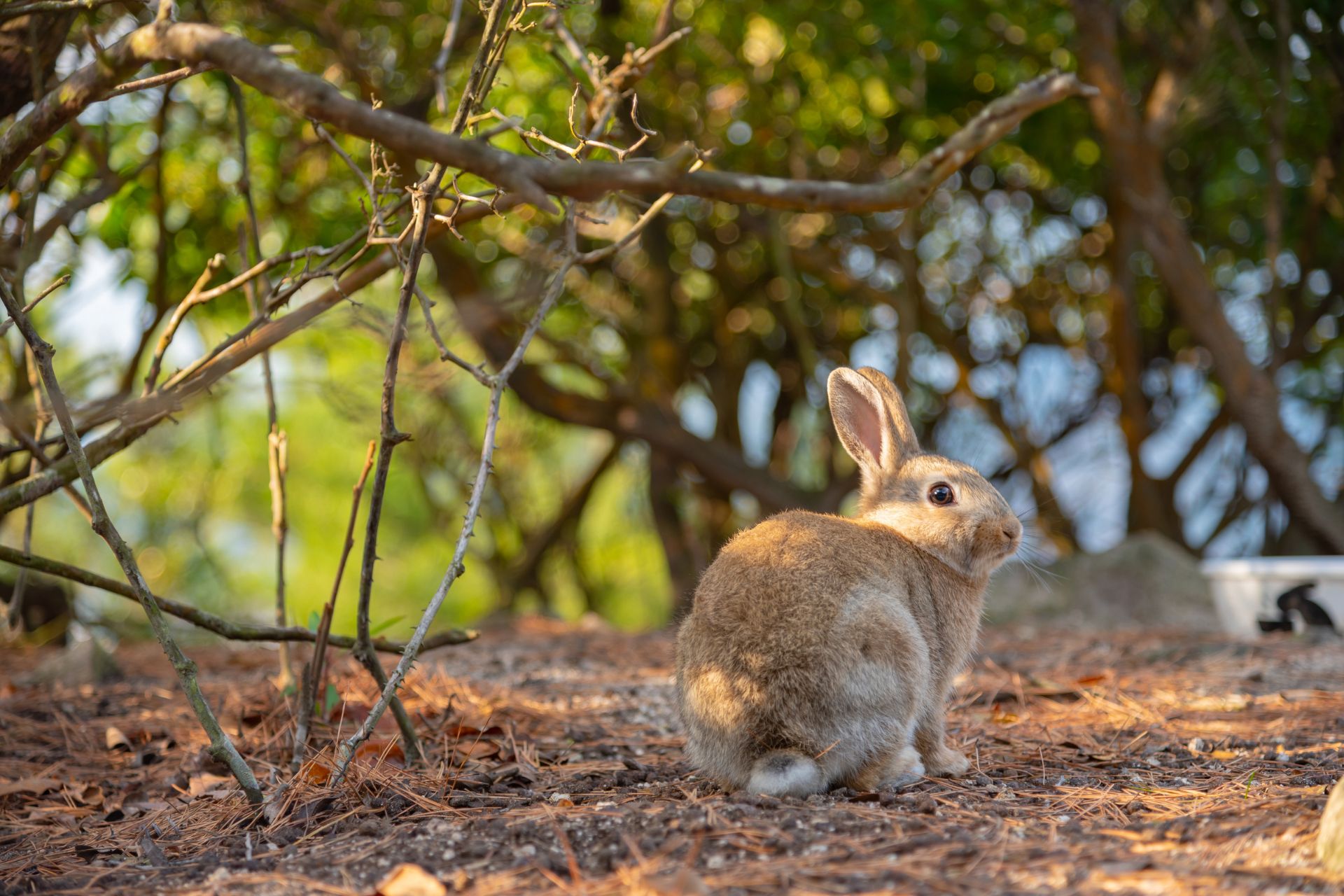 Okunoshima — île des lapins